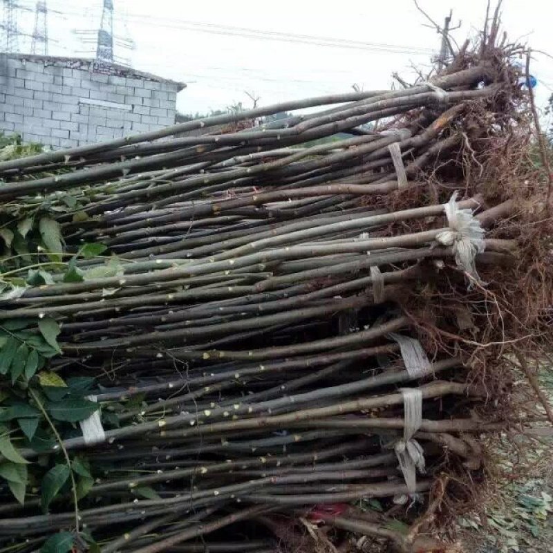 自产自销香椿苗基地直销香椿树苗诚信经营量大从优