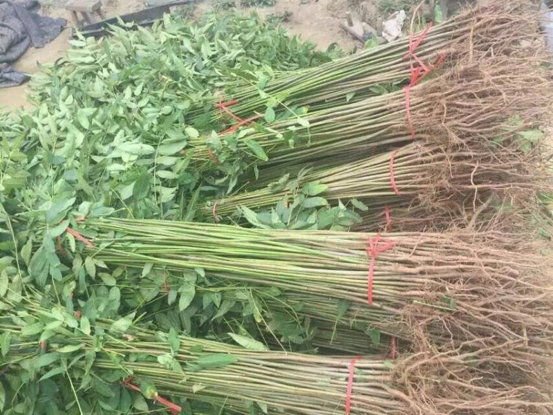 自产自销香椿苗基地直销香椿树苗诚信经营量大从优
