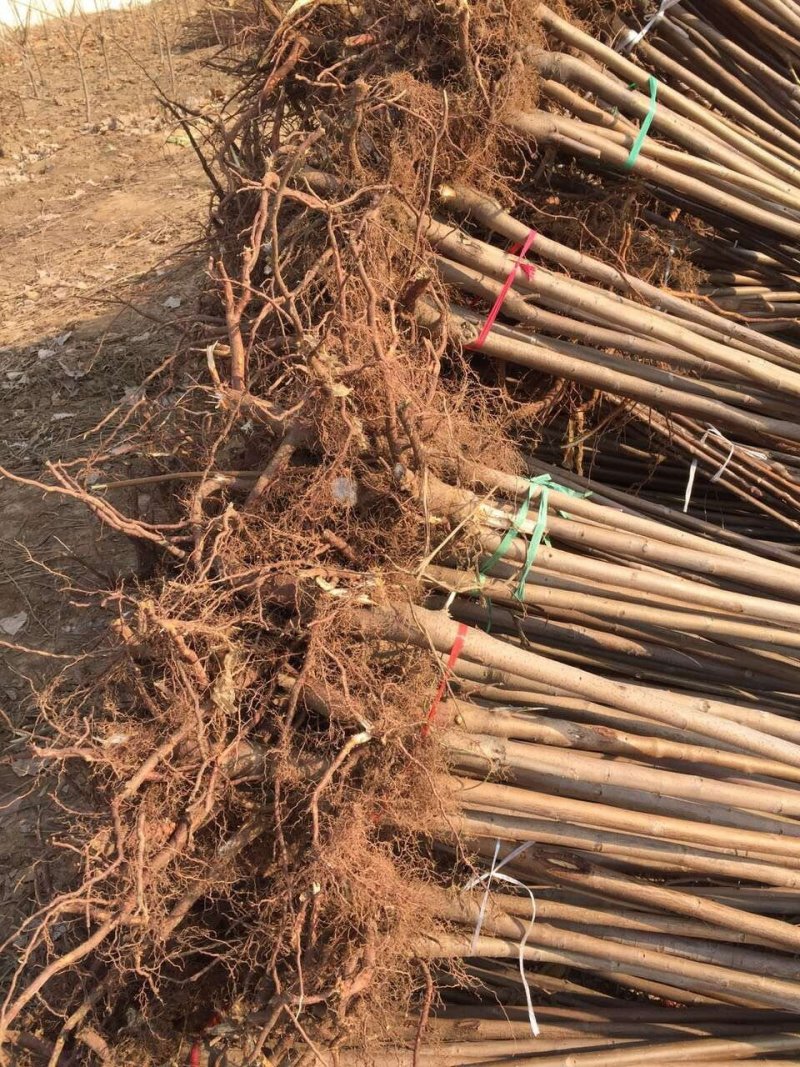 自产自销香椿苗基地直销香椿树苗诚信经营量大从优