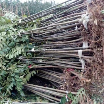 自产自销香椿苗基地直销香椿树苗诚信经营量大从优