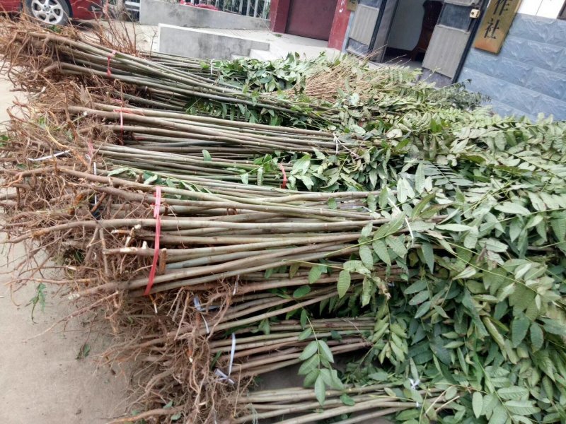 自产自销香椿苗基地直销香椿树苗诚信经营量大从优