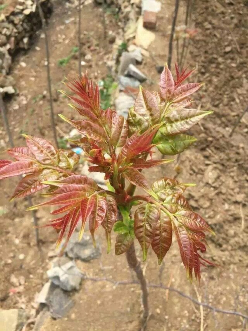 自产自销香椿苗基地直销香椿树苗诚信经营量大从优
