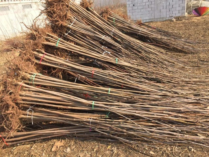 自产自销香椿苗基地直销香椿树苗诚信经营量大从优