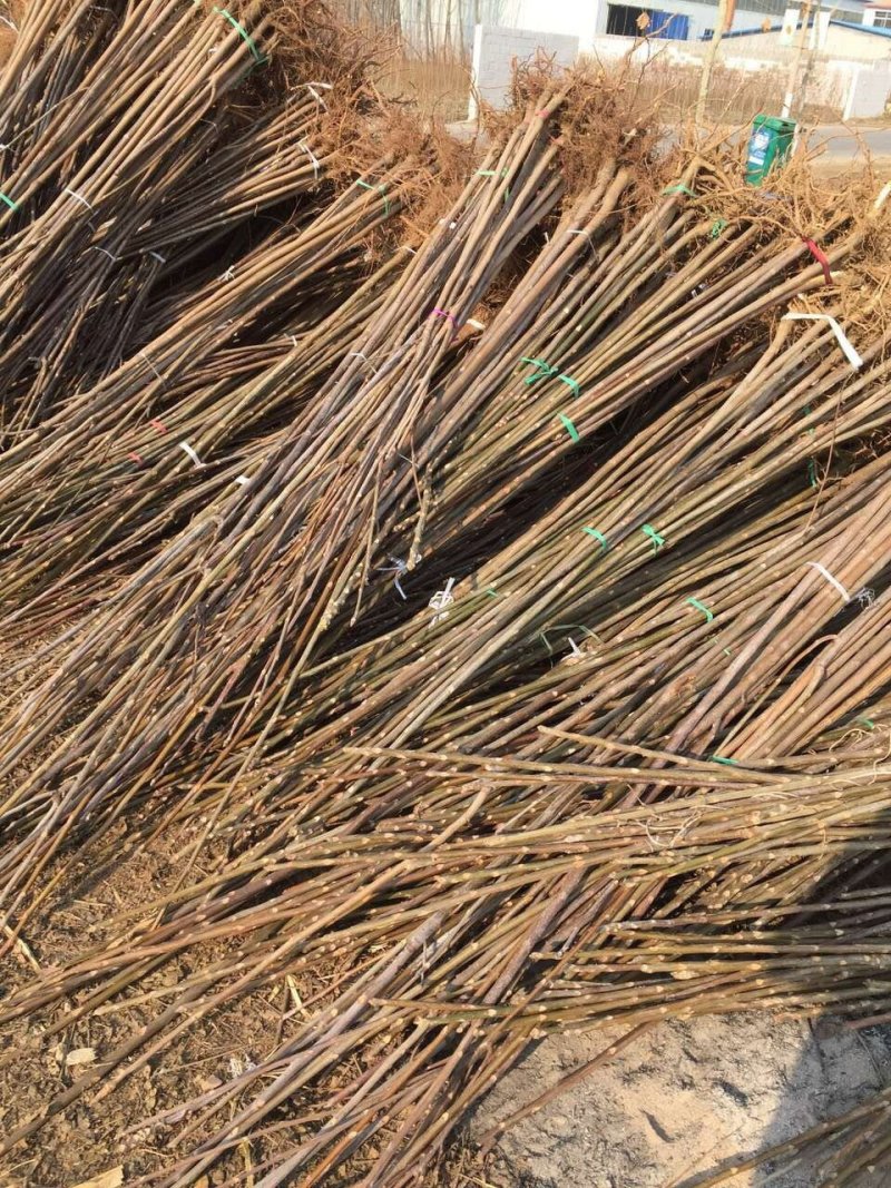 自产自销香椿苗基地直销香椿树苗诚信经营量大从优