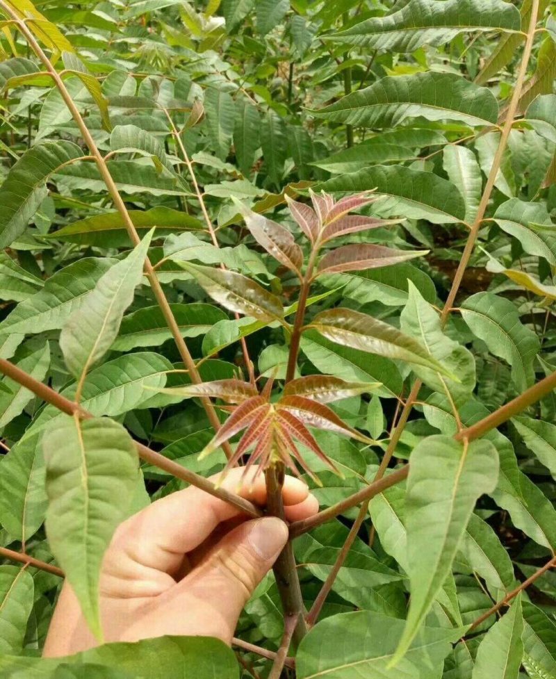 自产自销香椿苗基地直销香椿树苗诚信经营量大从优