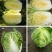 黄心白菜