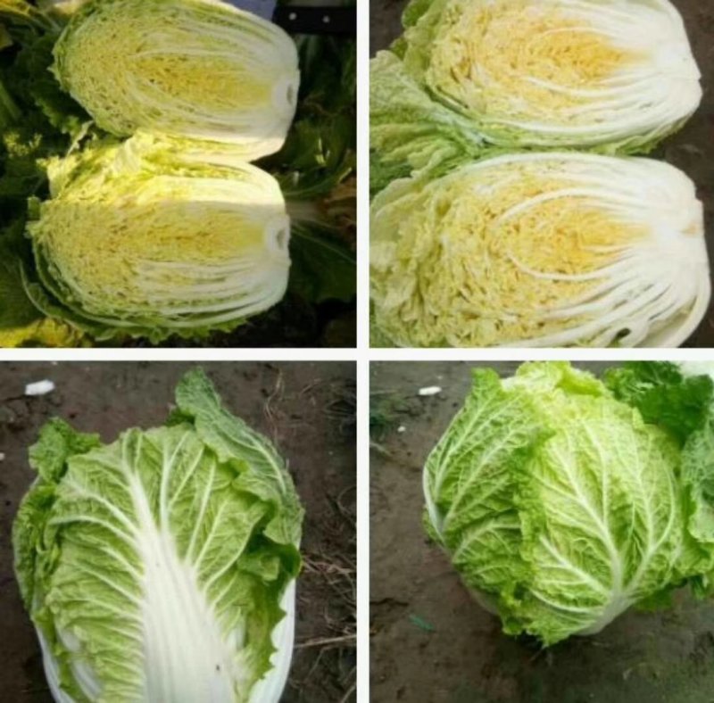 黄心白菜