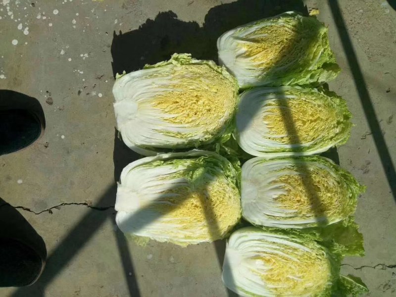 黄心白菜