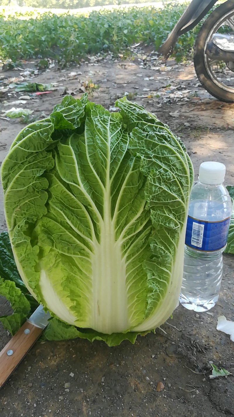 黄心白菜