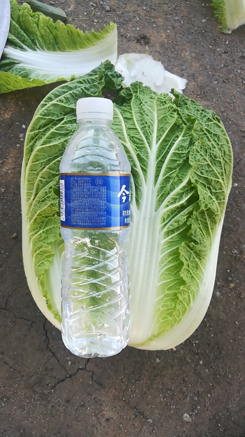 黄心白菜
