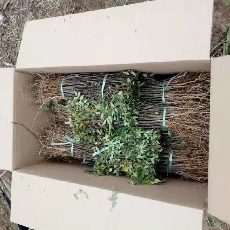 低价供应花椒苗农户直销花椒树苗保证品质量大从优