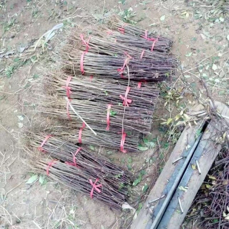 低价供应花椒苗农户直销花椒树苗保证品质量大从优