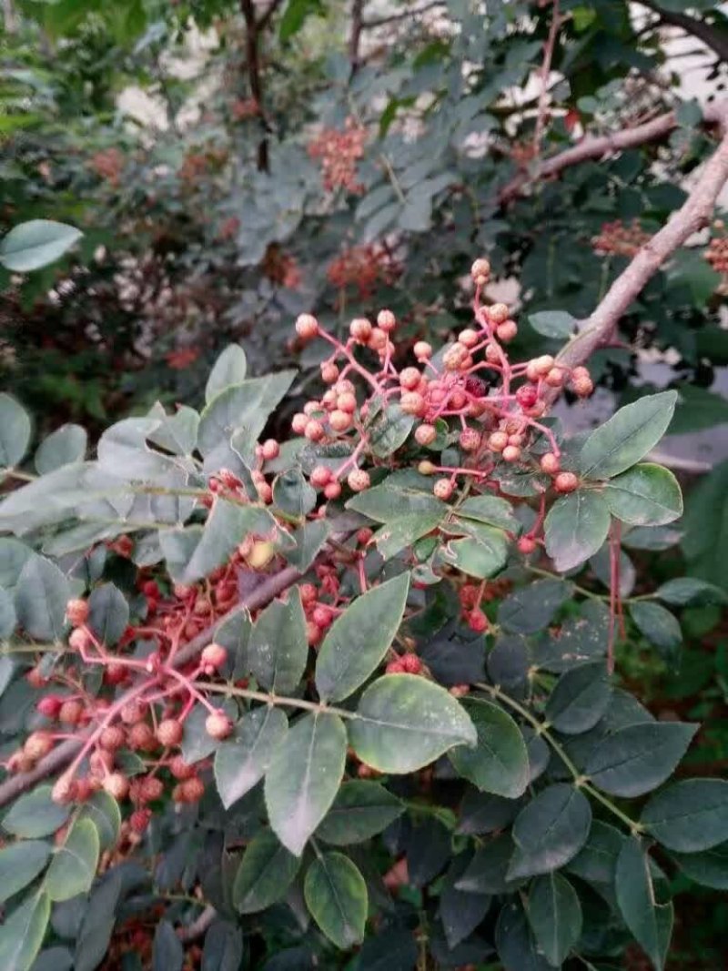低价供应花椒苗农户直销花椒树苗保证品质量大从优