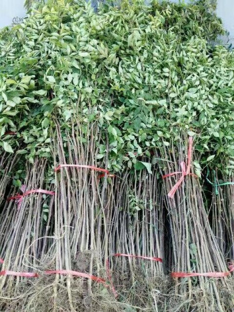 低价供应花椒苗农户直销花椒树苗保证品质量大从优