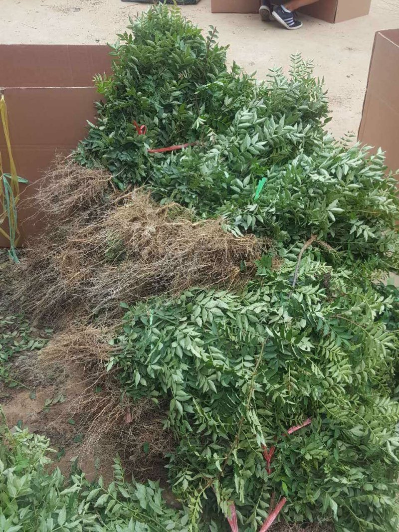 低价供应花椒苗农户直销花椒树苗保证品质量大从优