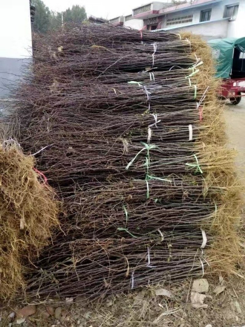 低价供应花椒苗农户直销花椒树苗保证品质量大从优