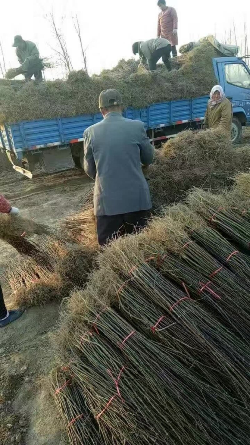 低价供应花椒苗农户直销花椒树苗保证品质量大从优