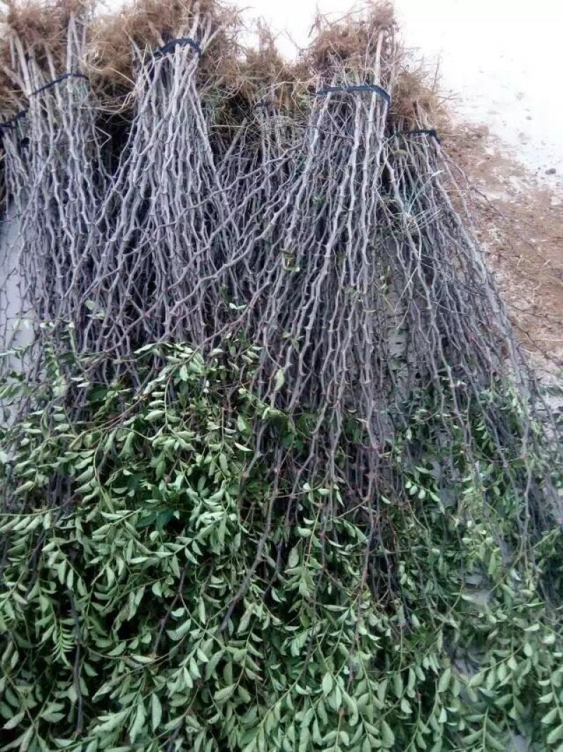 低价供应花椒苗农户直销花椒树苗保证品质量大从优