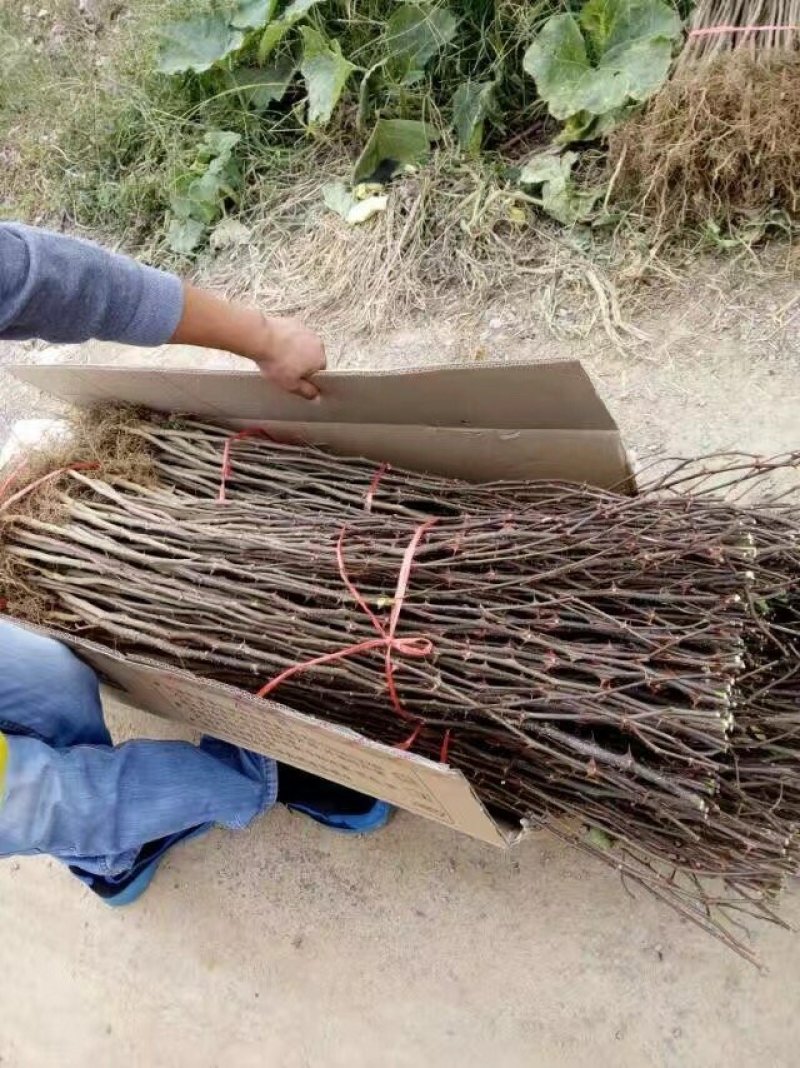 低价供应花椒苗农户直销花椒树苗保证品质量大从优