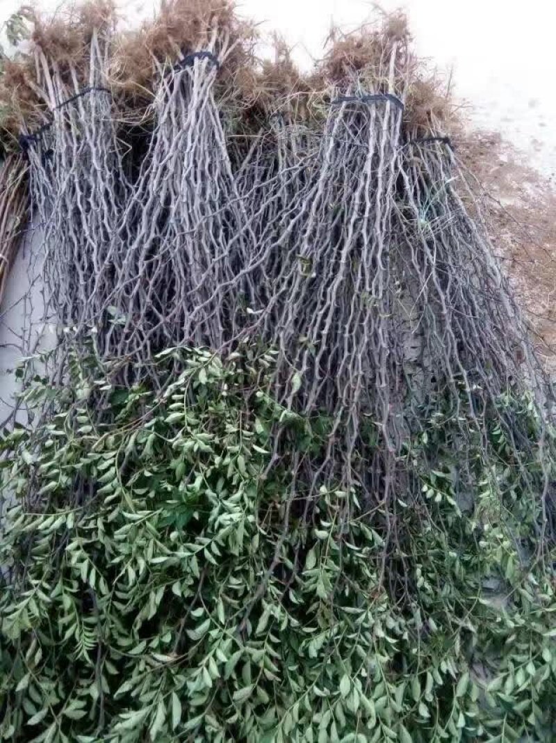低价供应花椒苗农户直销花椒树苗保证品质量大从优