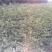 低价供应花椒苗农户直销花椒树苗保证品质量大从优