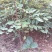 低价供应花椒苗农户直销花椒树苗保证品质量大从优