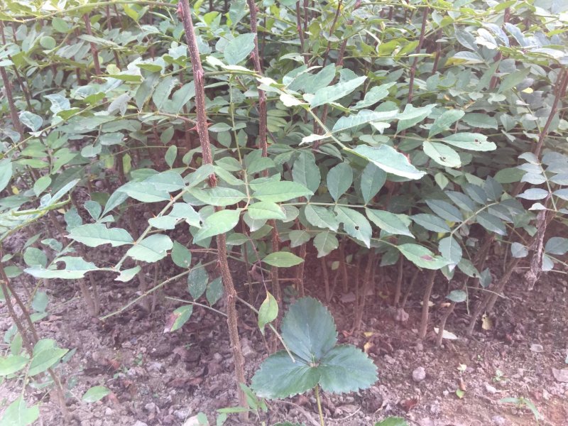 低价供应花椒苗农户直销花椒树苗保证品质量大从优