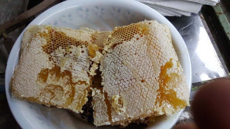 正宗土蜂蜜