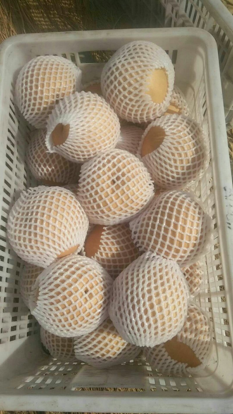 晚秋黄梨