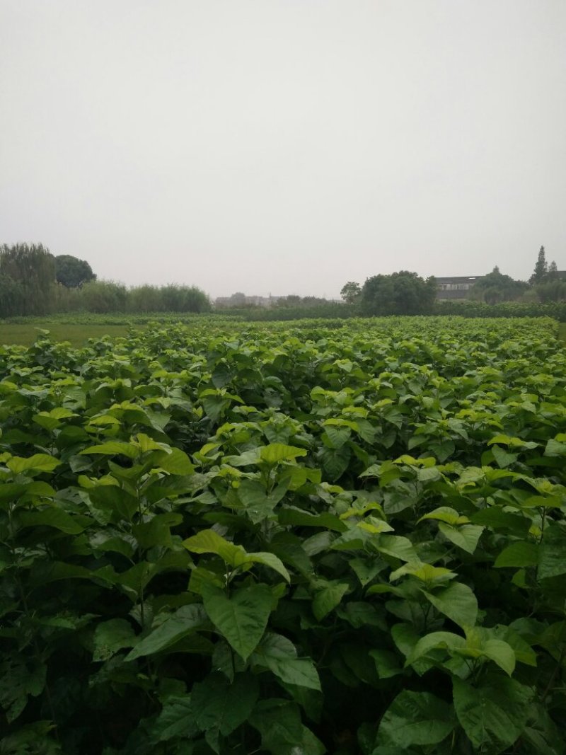 强桑1号桑树苗农桑14号大叶嫁接苗养蚕，养羊，羊牛饲料桑