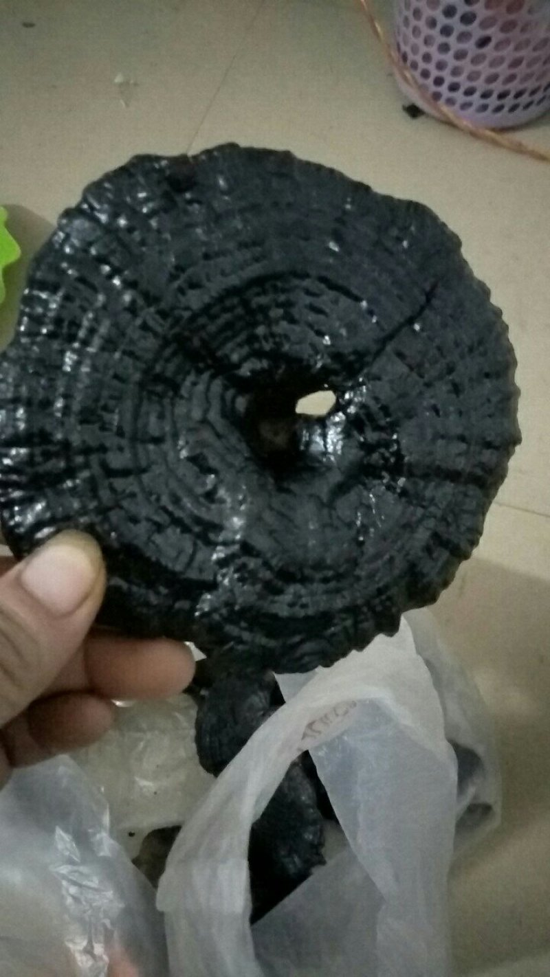 野灵芝！！！！！！！！