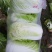 大自菜
