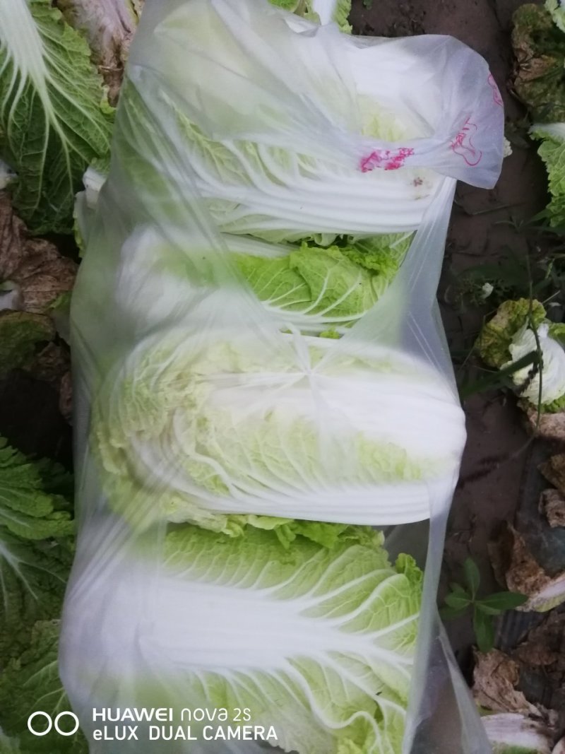 大自菜