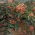 花椒苗