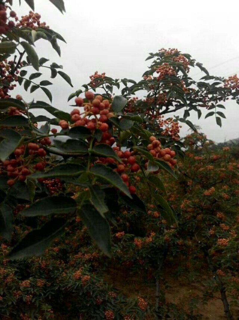 花椒苗
