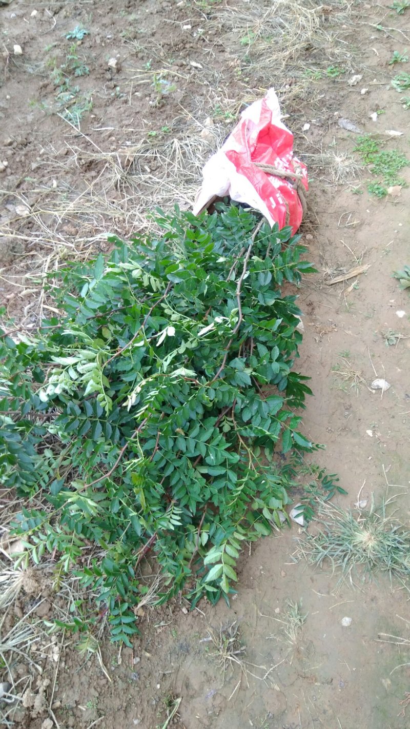花椒苗