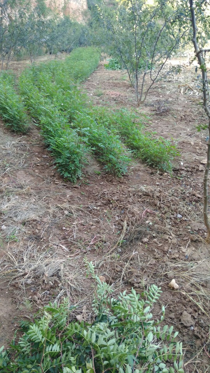 花椒苗