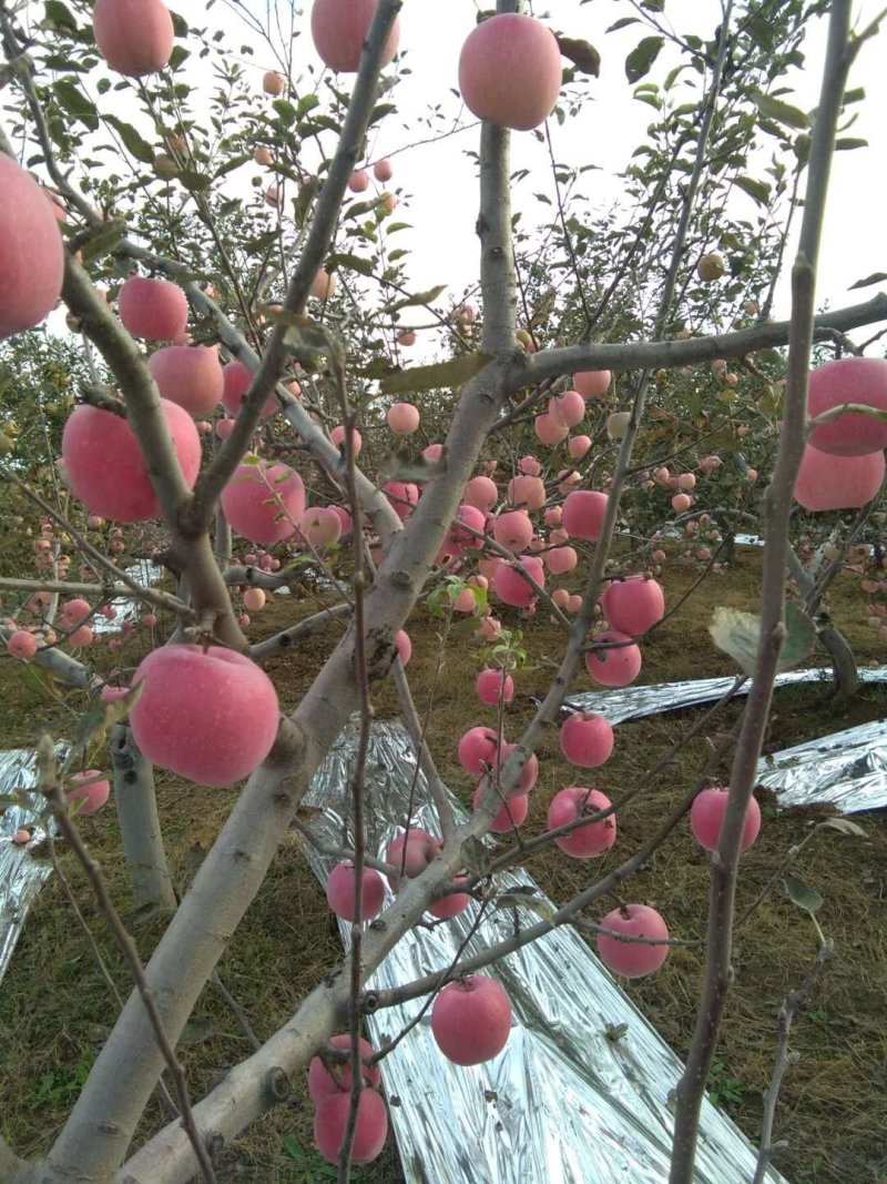 国庆节前供应优质富士