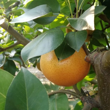 晚秋黄梨