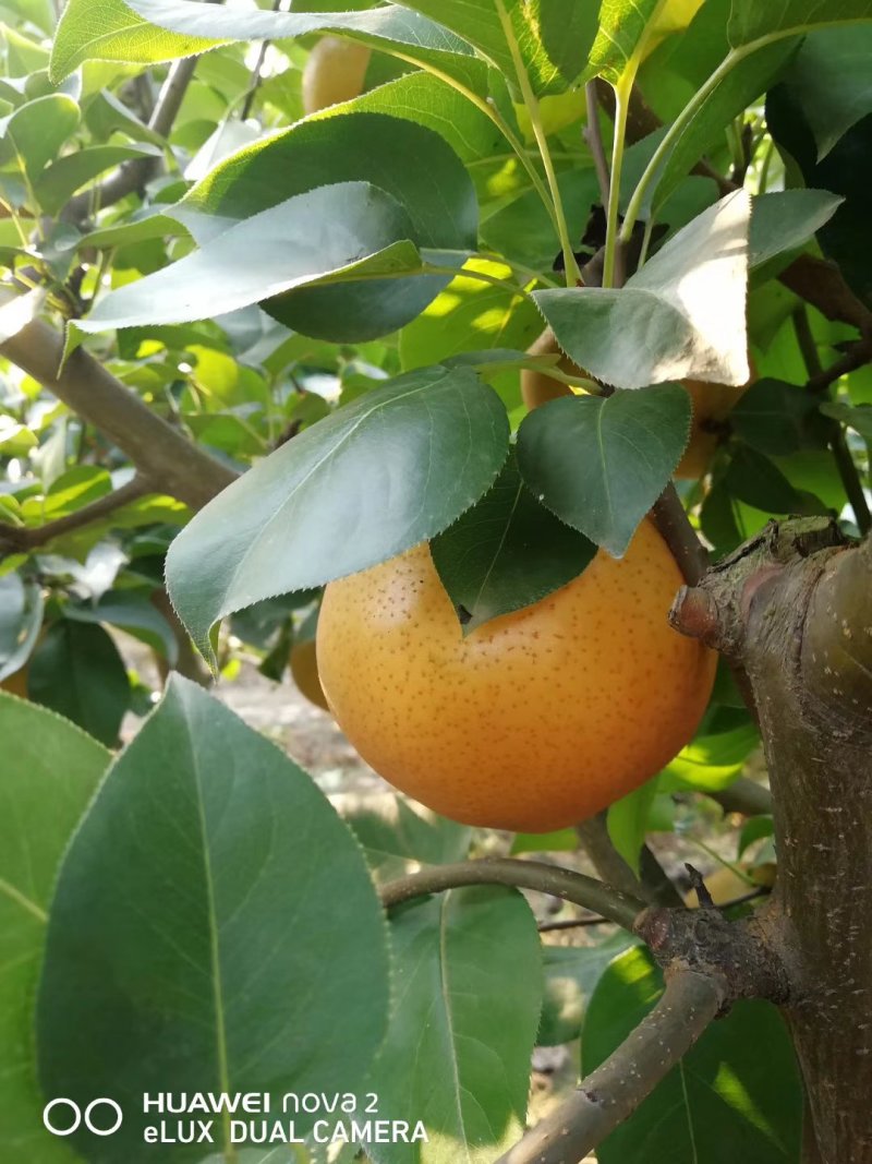 晚秋黄梨