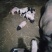 巴马香猪