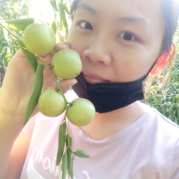冬枣