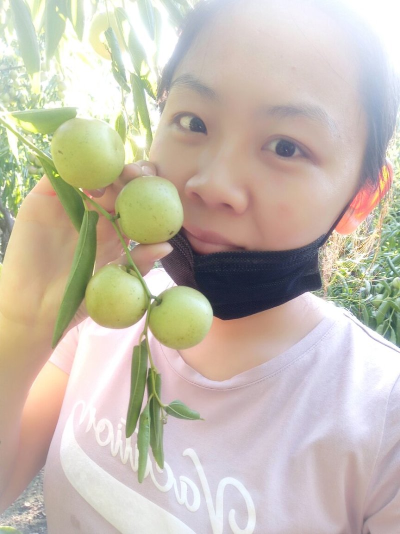 冬枣