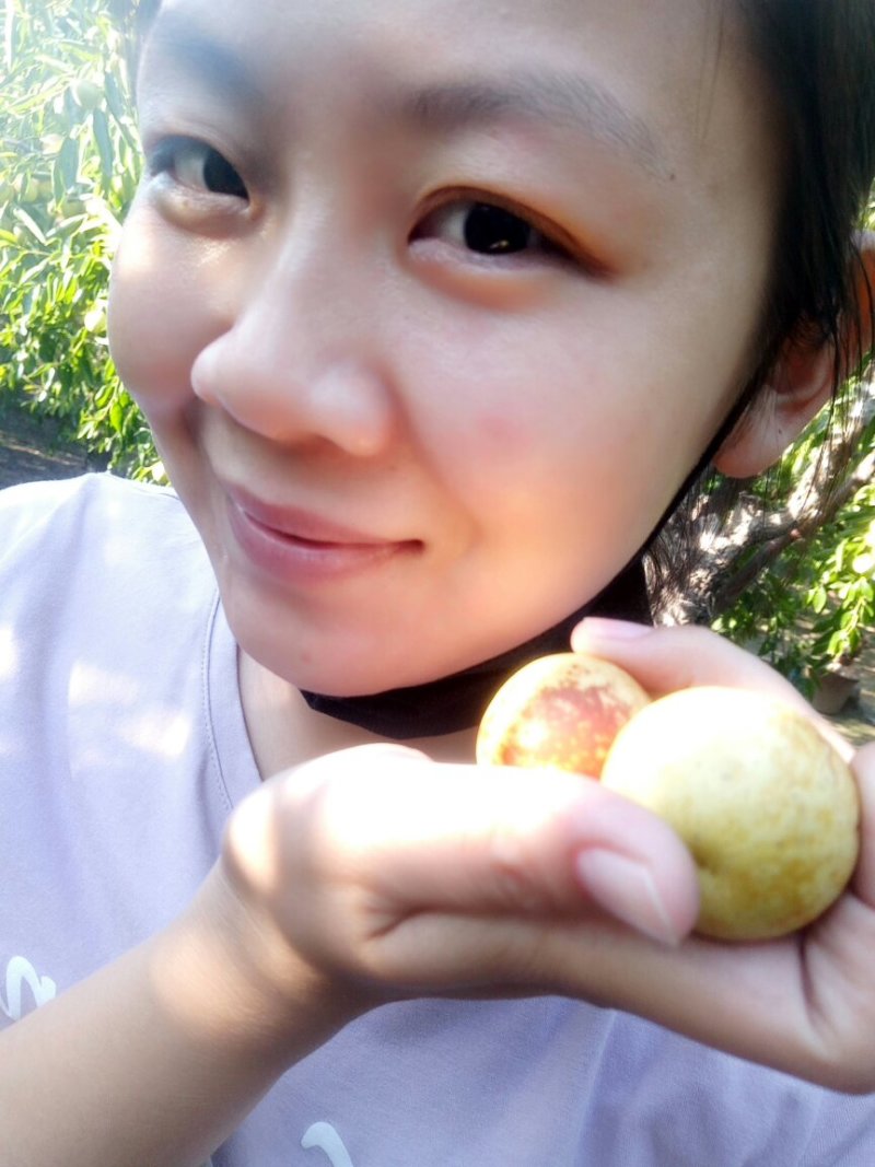 冬枣