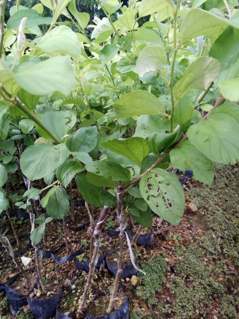 台湾脆蜜青枣，小杯中杯苗