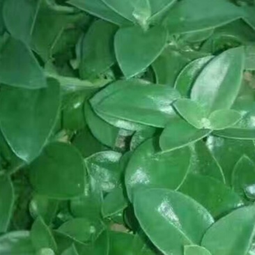田七，山东特菜常年大量批发