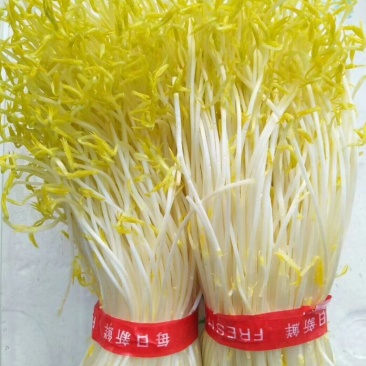 黄金苗