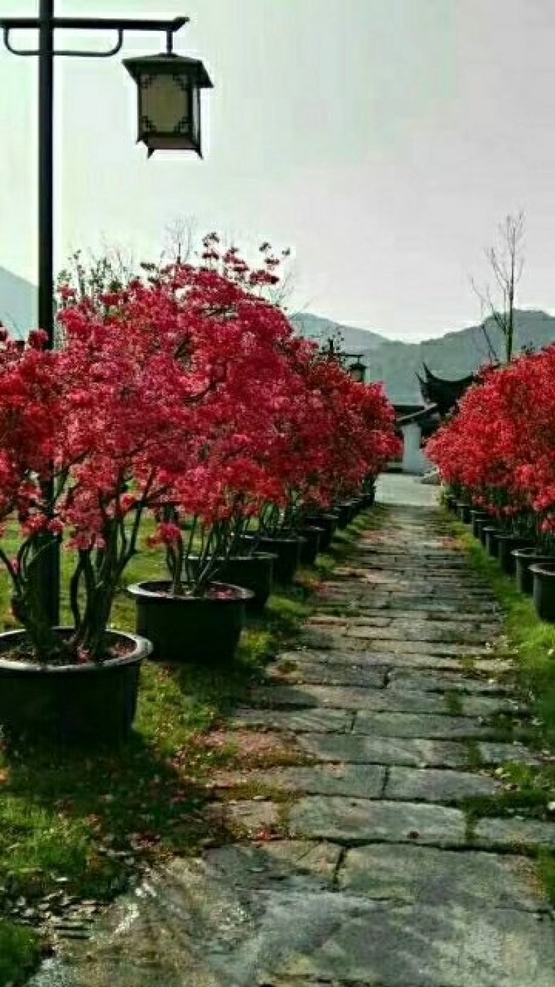 映山红