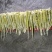 纯天然绿色食品《方竹笋》