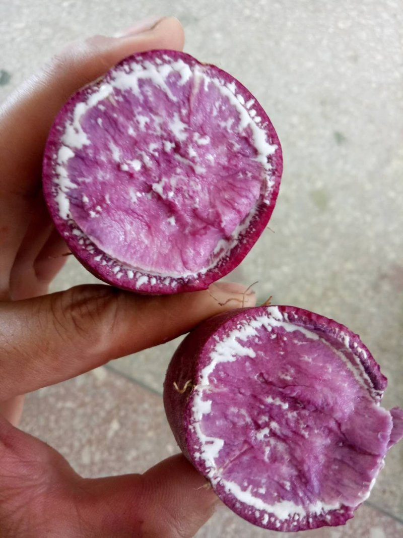 紫薯紫罗兰